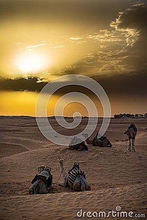 Siluetas de camellos en el desierto del Sahara Stock Photo