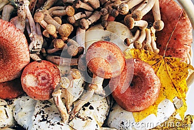 Silvan autumn mushrooms Stock Photo