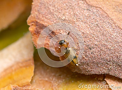 Silvan flat bark beetle, Psammoecus bipunctatus on bark Stock Photo