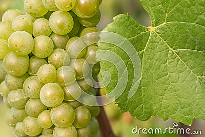 Silvaner grape with leaf of vine Stock Photo