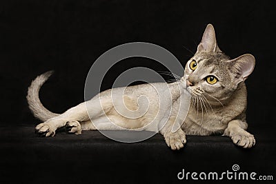 Silver Abyssinian Stock Photo