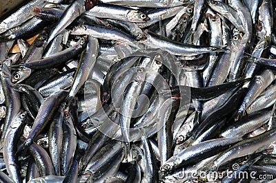 Silver anchovies Stock Photo