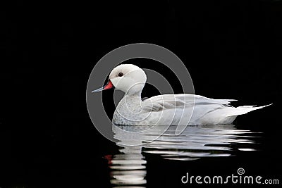 Silver Bahama Pintail Stock Photo