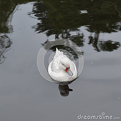 Silver bahama pintail duck Stock Photo