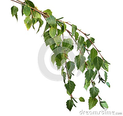 Silver Birch Leaves Stock Photo