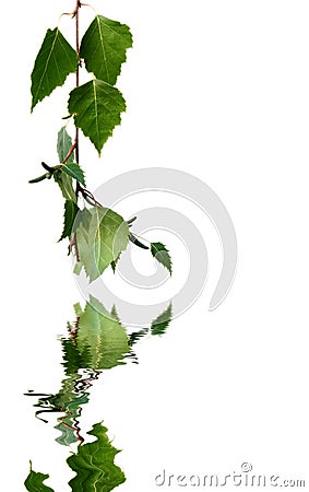 Silver Birch Leaves Stock Photo