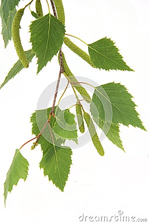 Silver birch leaves Stock Photo