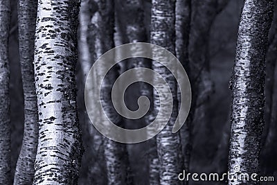 Silver birch trees monochromatic image Stock Photo