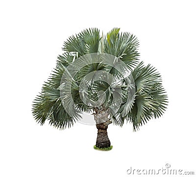 Silver Bismarckia nobilis palm tree Stock Photo