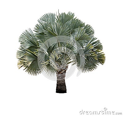 Silver Bismarckia nobilis palm tree Stock Photo