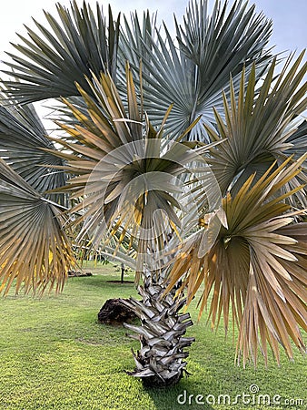 Silver bismarckia palm tree on a sunny day Stock Photo