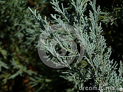 Silver blue or ice blue Juniper or Arizona Cypress branch close up detail Stock Photo