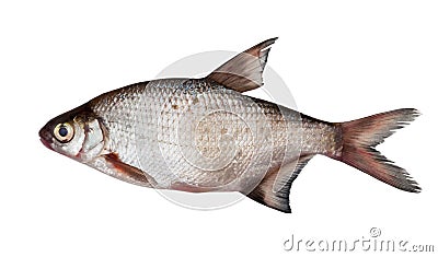 Silver bream Stock Photo