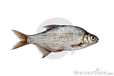 Silver bream Stock Photo