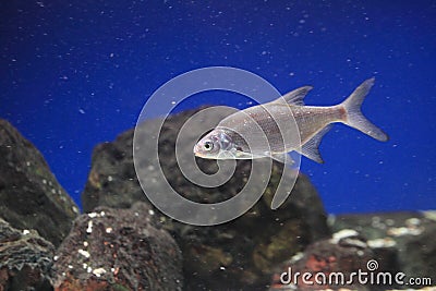 Silver bream Stock Photo