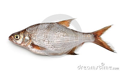 Silver bream Stock Photo