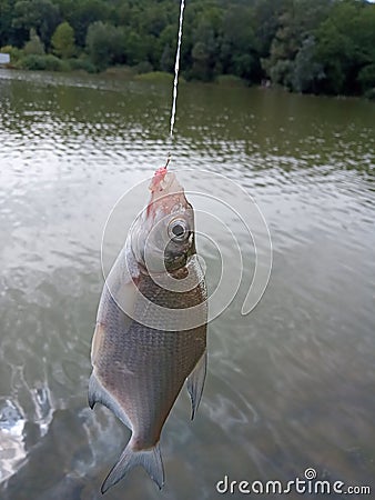 Silver Bream skimmer on hook Stock Photo