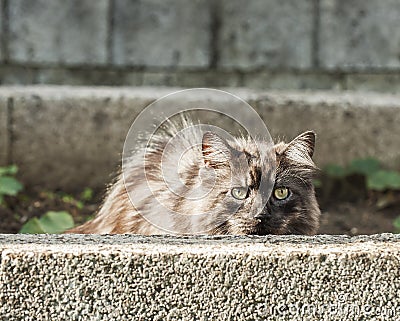 Silver cat is hidding behind a wall Stock Photo