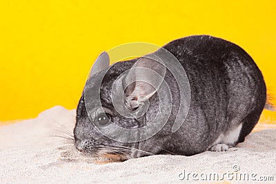 Silver Chinchilla bathing in white sand Stock Photo