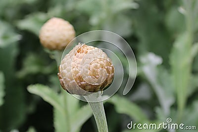Silver coloured bud of an ornamental thistle in close up Stock Photo