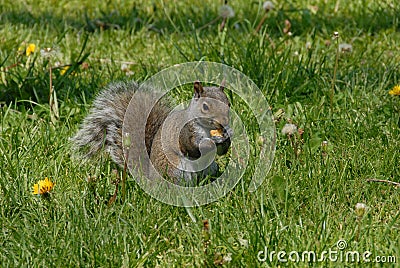 Silver coloured squirrel Stock Photo