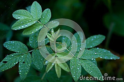 Silver dew on foliage Stock Photo