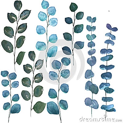 Silver dollar eucalyptus leaves Stock Photo