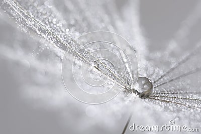 A silver drop on the dandelion seed. Abstract macro. Can be used for Christmas background. Stock Photo