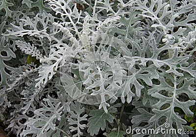Silver Dust Leaves Stock Photo