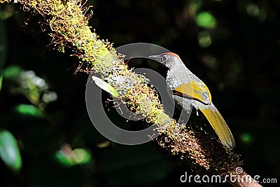 Silver-eared Laughingthrush On green branches Stock Photo