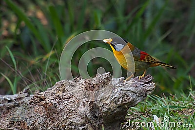 Silver-eared Mesia Stock Photo