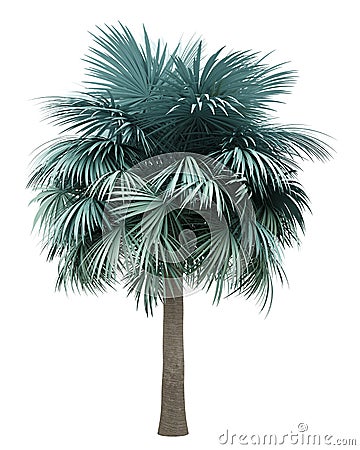 Silver fan palm tree isolated on white Stock Photo