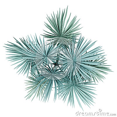 Silver fan palm tree isolated on white. top view Stock Photo