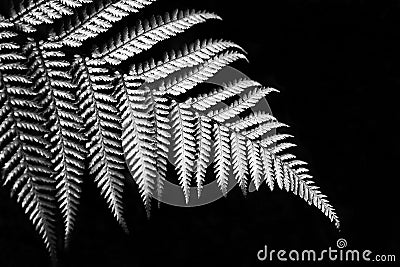 Silver fern Stock Photo