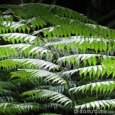 Silver fern detail Stock Photo