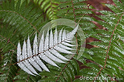 Silver Fern New Zealand Stock Photo