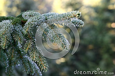 Silver fir brenches Stock Photo