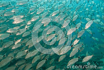 Silver fish on reef Stock Photo