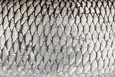 Silver fish scales. Skin texture of chub. Fishing camouflage pattern Stock Photo