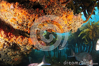 Silver fish swimming under colourful overhang Stock Photo