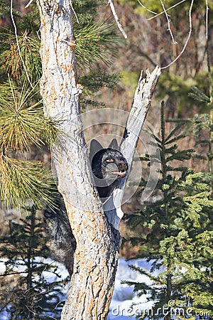 Silver fox climbing up tree Stock Photo