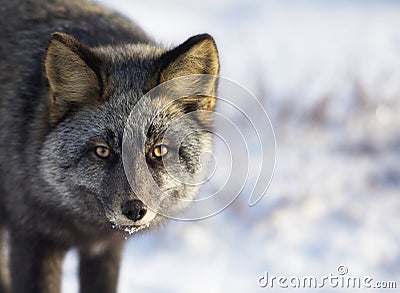 Silver Fox Stock Photo