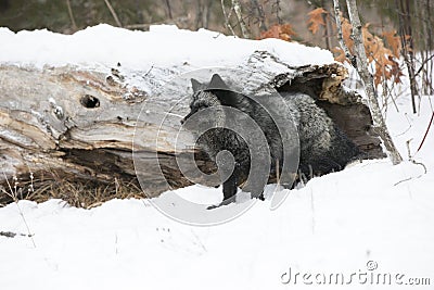 Silver Fox and forest Stock Photo