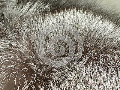 Silver fox fur Stock Photo