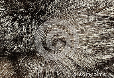 Silver fox fur Stock Photo