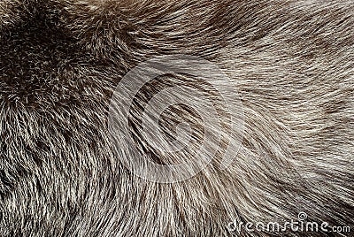 Silver fox fur Stock Photo