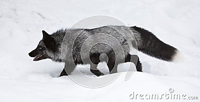 Silver Fox Hunting for Food Stock Photo