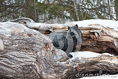 Silver fox hunting prey Stock Photo