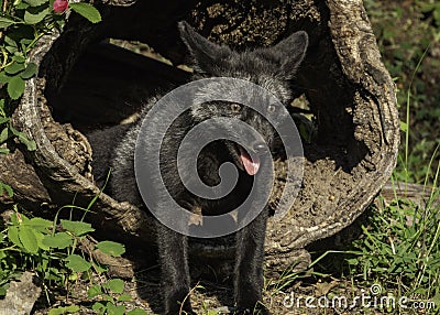 Silver Fox Kit Close-Up Stock Photo