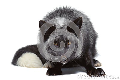 Silver fox leaning Stock Photo